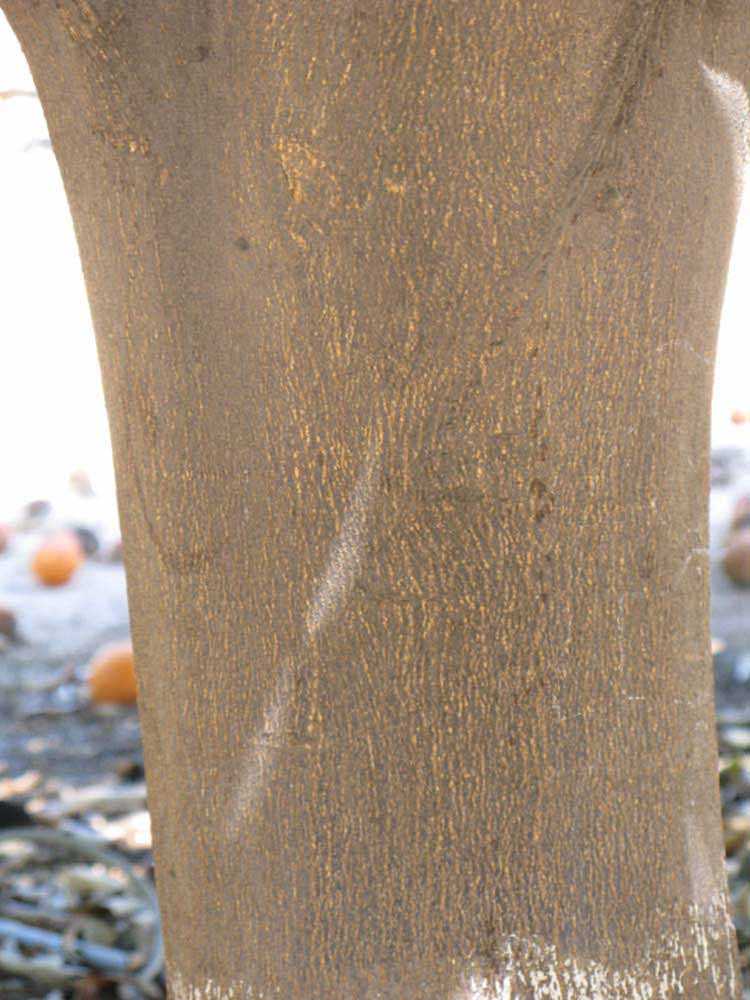            Bark (Riverside, CA)   